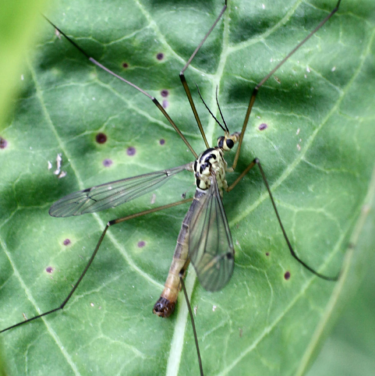 Tipula sp. ??